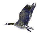 canadian goose in flight